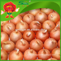 New crop fresh red onion with best price